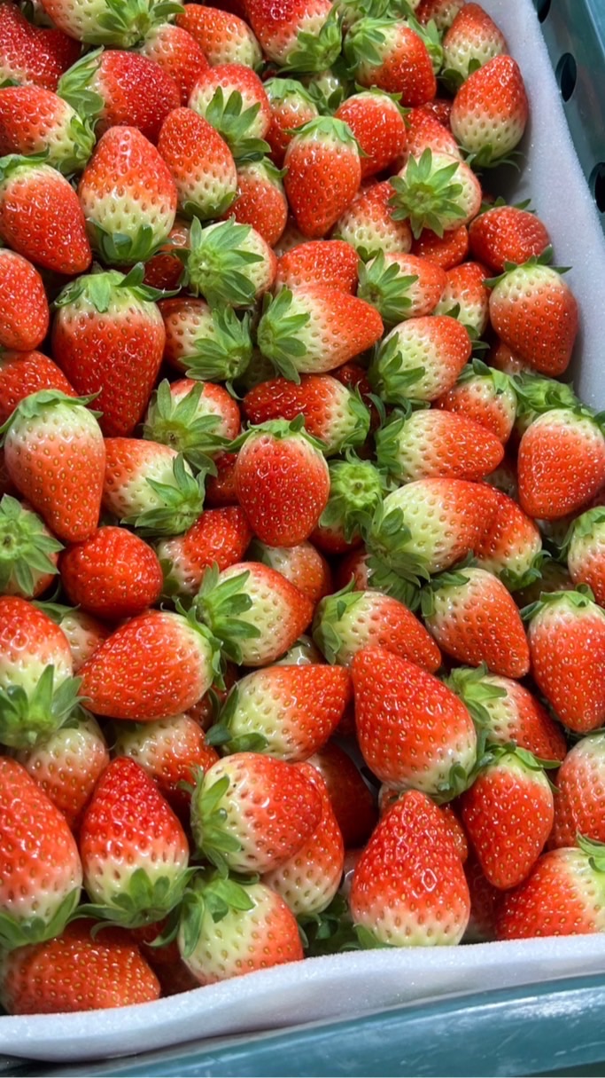 Korean Strawberry 🍓 เกรดพรีเมี่ยมพร้อมส่ง