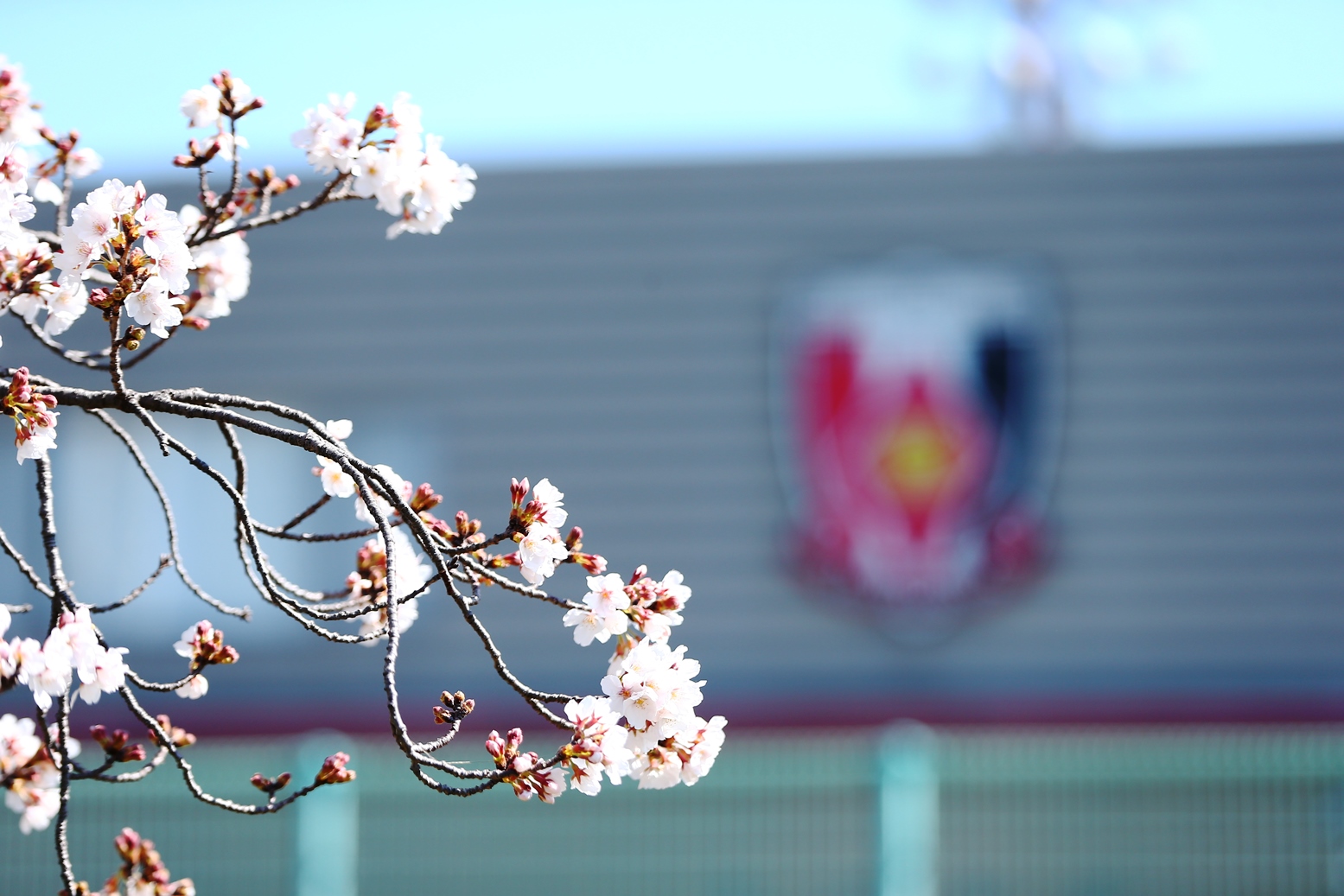 桜が甦らせる13年前の 初心 とは 阿部勇樹と水上裕文スタッフが語る桜ストーリー 後編