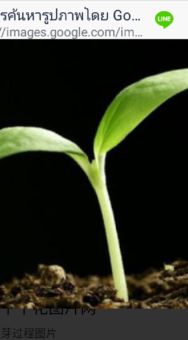 ผักไมโครกรีน Microgreen