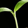 ผักไมโครกรีน Microgreen