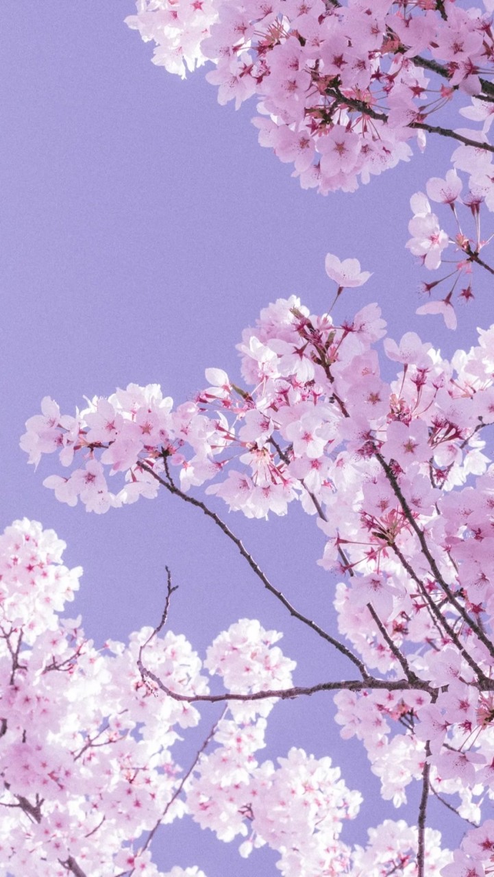 R6🌸こじか役員
