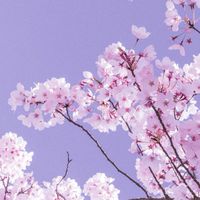 R6🌸こじか役員
