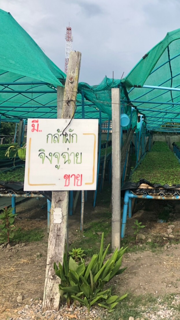 ขายจิงจูฉ่าย