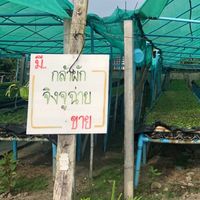 ขายจิงจูฉ่าย
