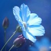 恋と深空『BL』