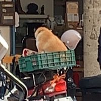 迷因日常無糖珍奶