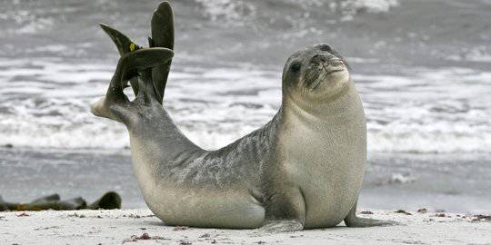 Perbedaan Singa Laut Dan Anjing Laut Serupa Tapi Tak Sama Merdeka Com Line Today