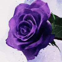 無期迷途💜紫玫瑰🌹