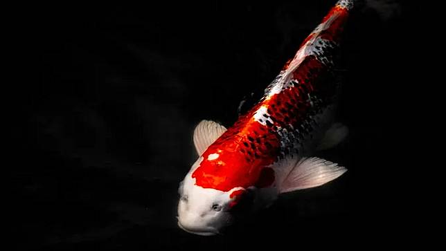 7 Arti Mimpi Ikan Mas Yang Membawa Pertanda Baik Fimela Line Today