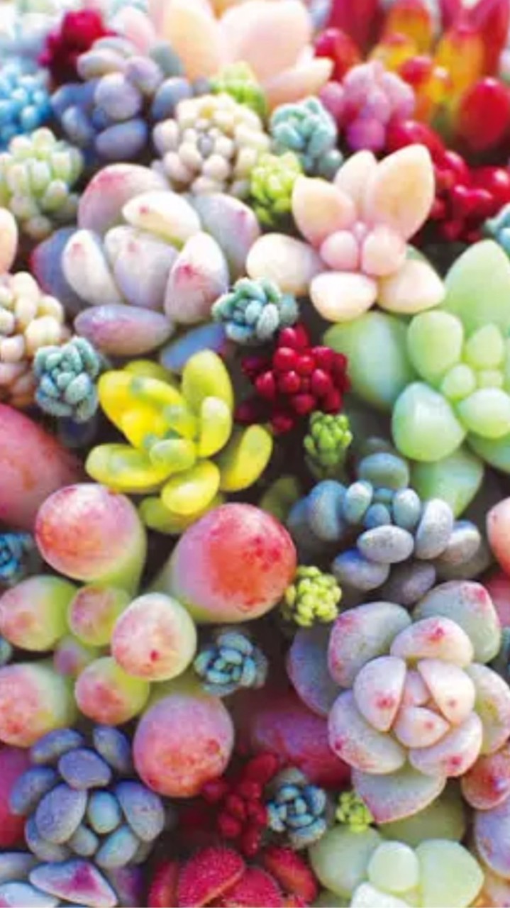 🌻多肉植物と寄せ植え🌻お花の好きな人ワチャワチャしましょう