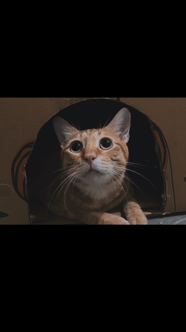 喵屋🏠平價寵物用品🐱🐶