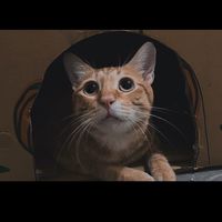 喵屋🏠平價寵物用品🐱🐶