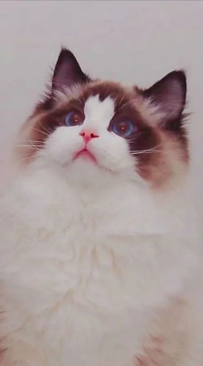 蜜兒玩偶猫坊-Miercattery