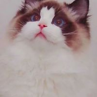 蜜兒玩偶猫坊-Miercattery