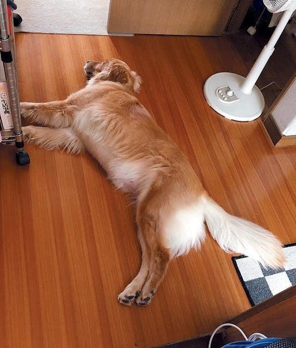こんな場所で寝るの 犬の 変な寝場所 には意味があった