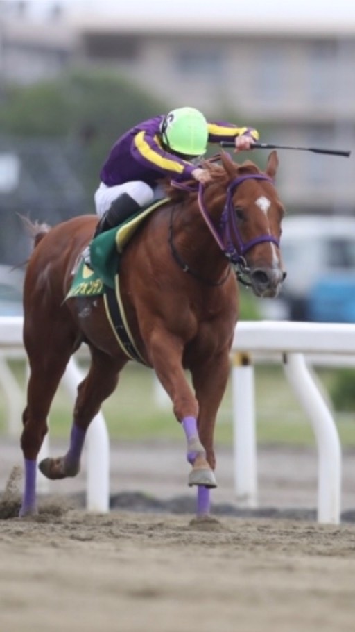 最終船橋みんなでフハハハハハ勝ち取るで部屋❤️のオープンチャット