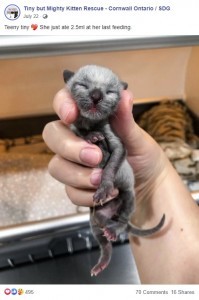 生後1日 体重グラムで保護された銀色の子猫に新しい家族 カナダ 動画あり