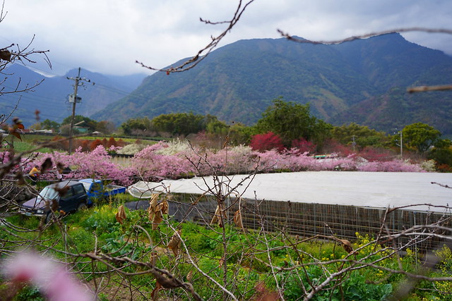 2023草坪頭櫻花季