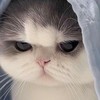 發瘋/處關係/聊天