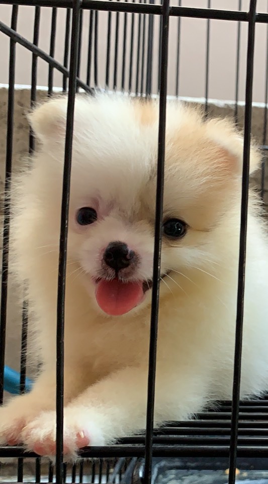 มะหมา บ้านน้องวาเลน