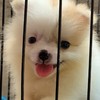 มะหมา บ้านน้องวาเลน