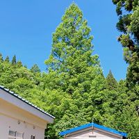 こちら蒜山の森