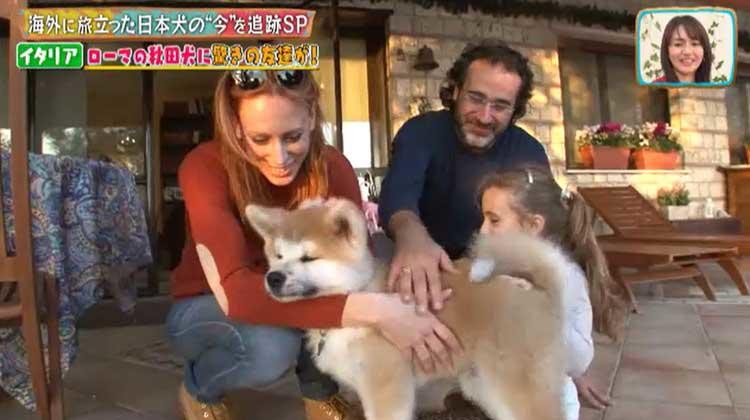 海外に旅立った日本犬は今 イタリア メキシコの柴犬 秋田犬の生活は激変していた テレ東プラス