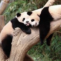薩郎嘿唷寶家族