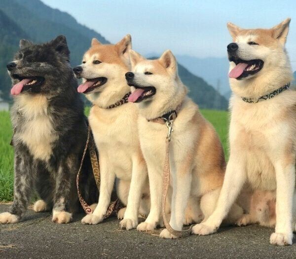 5頭の秋田犬が 完全な密 になった様子が話題に