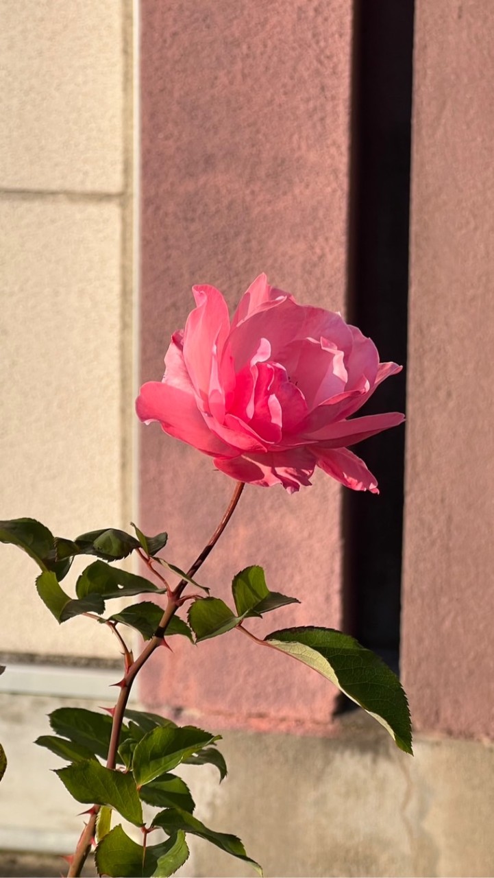 みさとバラ交流会🌹（宮城県美里町）