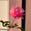 みさとバラ交流会🌹（宮城県美里町）