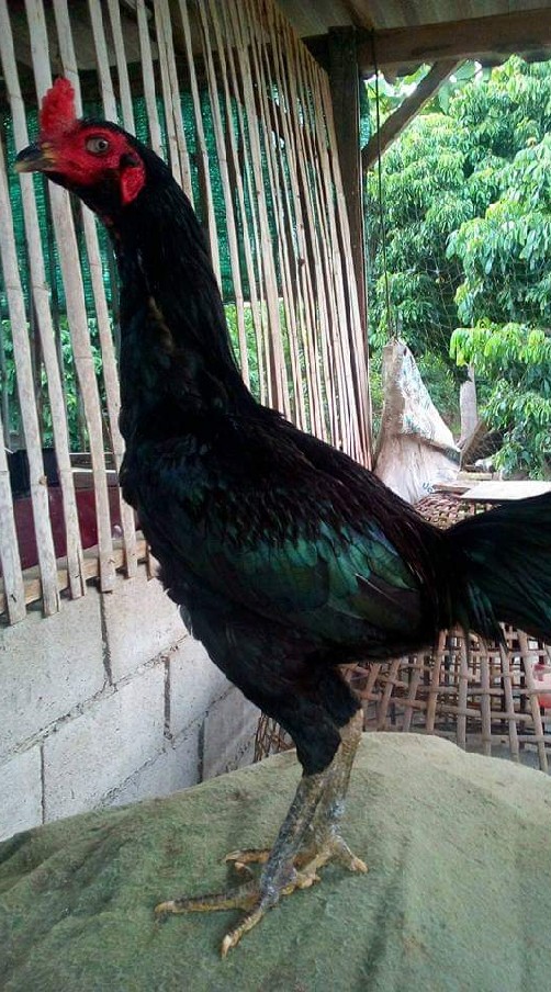 🐓ซื้อ-ขาย🐓เกาหลีฟาร์ม🐓🐓👊👊