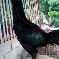 🐓ซื้อ-ขาย🐓เกาหลีฟาร์ม🐓🐓👊👊