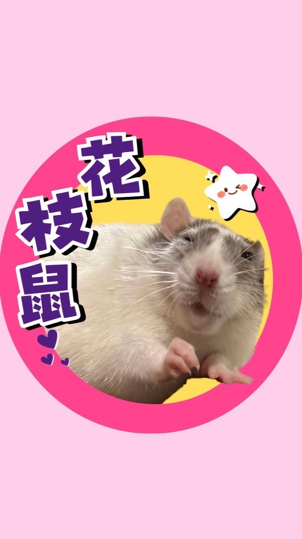 花枝鼠/大白鼠/大白/大鼠/Rat—吸鼠女的寵物鼠社群