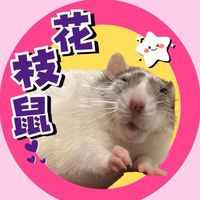 花枝鼠/大白鼠/大白/大鼠/Rat—吸鼠女的寵物鼠社群