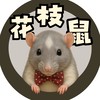 花枝鼠/大白鼠/大白/大鼠/Rat—吸鼠女的寵物鼠社群