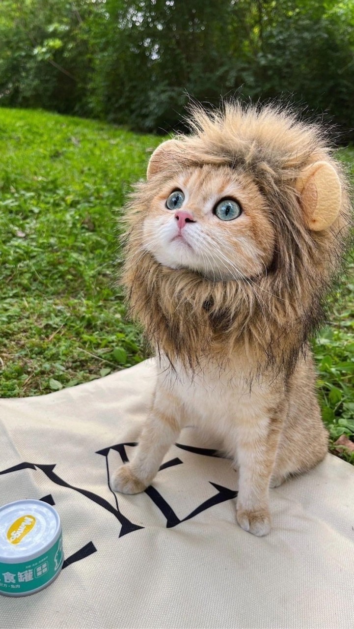 🐱品種貓咪大作戰交流🐱