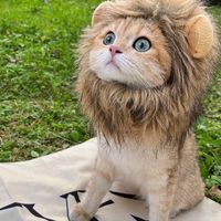 🐱品種貓咪大作戰交流🐱