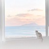 ꒰ঌ ྀི∞月の下の猫 ྀི໒꒱ ✦ ˚₊‧