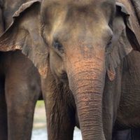 เฝ้าดูแลช้างป่าจันทบุรี