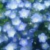 ＊　あの娘の煌めく指輪から　♡全緩曲ハント