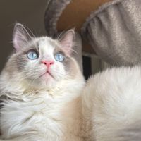 アピ族の守護者たち