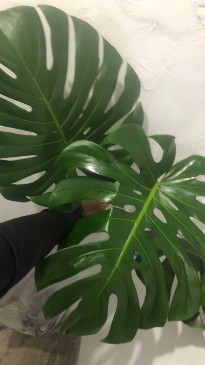 台北 龜背芋 專賣