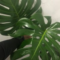 台北 龜背芋 專賣