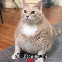 @AugustPing.