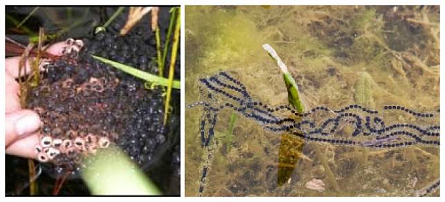 5300 Koleksi Gambar Katak Untuk Kolase HD Terbaik