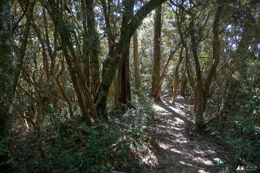 山女孩MelissaxMao冒險生活_水社大山_日月潭登山_路線分享-47.JPG