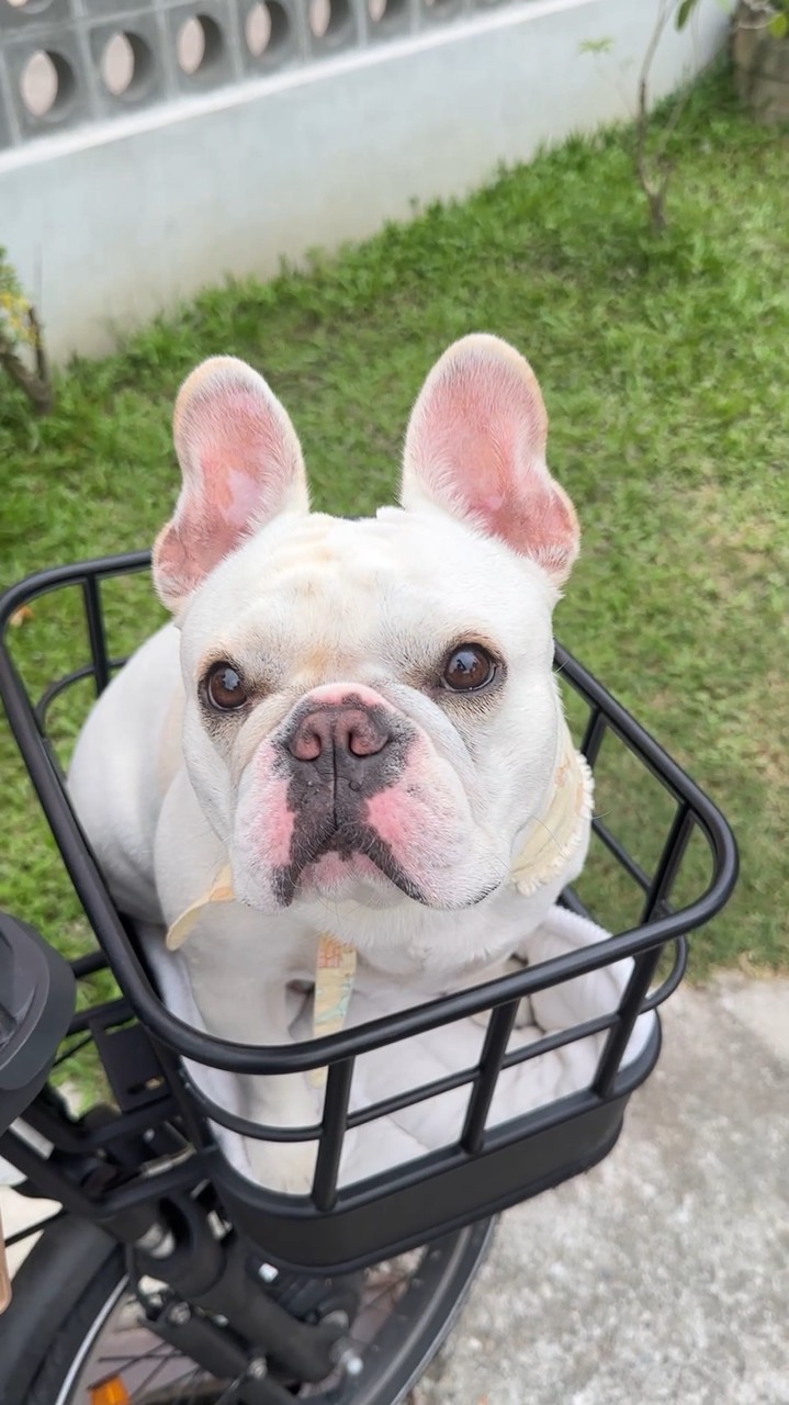 S4.我的花園世界（靜·花苑公會）