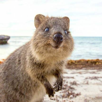 Yuk Kenalan Sama Quokka Hewan Super Imut Yang Bakal Bikin Kita