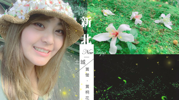 2020土城桐花公園、承天禪寺、南天母步道、螢火蟲秘境，讓油桐花螢火蟲一起漫天飛舞超夢幻【新北土城】